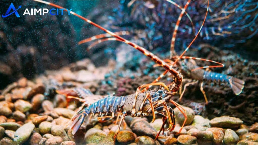 do lobsters mate for life